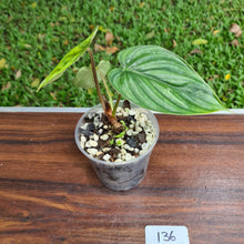 Load image into Gallery viewer, #136 Philodendron Plowmanii - Round Form