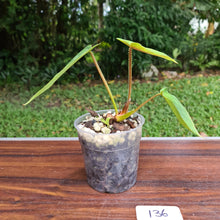 Load image into Gallery viewer, #136 Philodendron Plowmanii - Round Form
