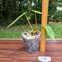 Load image into Gallery viewer, #136 Philodendron Plowmanii - Round Form