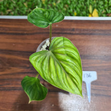 Load image into Gallery viewer, #136 Philodendron Plowmanii - Round Form
