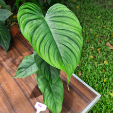 Load image into Gallery viewer, #96 Philodendron Plowmanii x Tenue