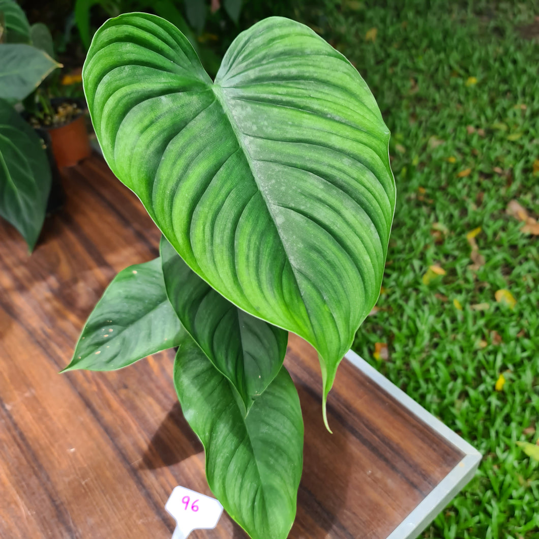 #96 Philodendron Plowmanii x Tenue