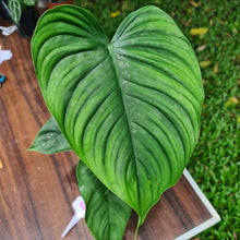 Load image into Gallery viewer, #96 Philodendron Plowmanii x Tenue