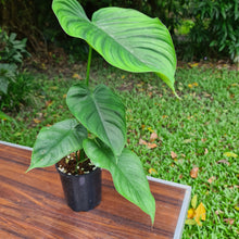 Load image into Gallery viewer, #96 Philodendron Plowmanii x Tenue