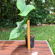 Load image into Gallery viewer, #96 Philodendron Plowmanii x Tenue