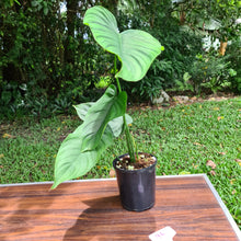 Load image into Gallery viewer, #96 Philodendron Plowmanii x Tenue