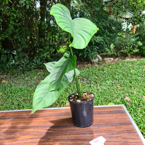 #96 Philodendron Plowmanii x Tenue
