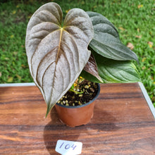 Load image into Gallery viewer, #104 Anthurium Moodeanum