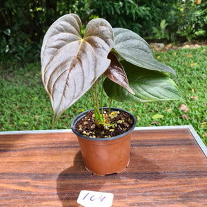 #104 Anthurium Moodeanum