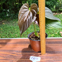 Load image into Gallery viewer, #104 Anthurium Moodeanum