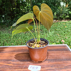 #104 Anthurium Moodeanum