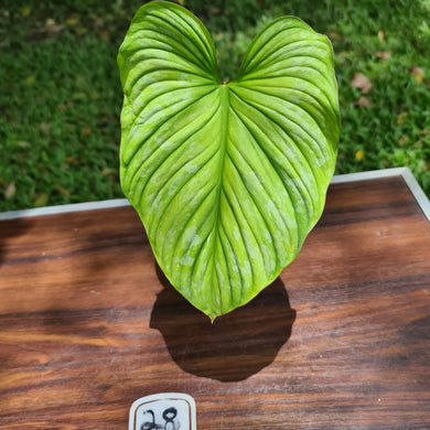 #28 Philodendron Silver Cloud - Well rooted cutting