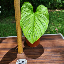 Load image into Gallery viewer, #28 Philodendron Silver Cloud - Well rooted cutting
