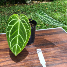 Load image into Gallery viewer, #24 Anthurium Crystallinum Hybrid