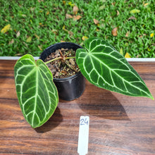 Load image into Gallery viewer, #24 Anthurium Crystallinum Hybrid
