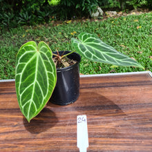 Load image into Gallery viewer, #24 Anthurium Crystallinum Hybrid