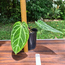 Load image into Gallery viewer, #24 Anthurium Crystallinum Hybrid