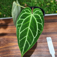 Load image into Gallery viewer, #24 Anthurium Crystallinum Hybrid