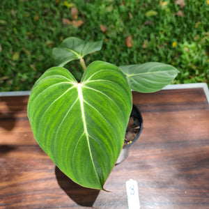 #8 Philodendron Gloriosum