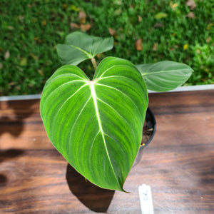 #8 Philodendron Gloriosum