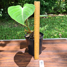 Load image into Gallery viewer, #8 Philodendron Gloriosum