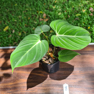 #8 Philodendron Gloriosum