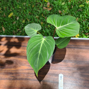 #8 Philodendron Gloriosum