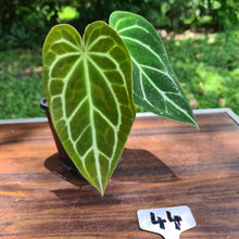 Load image into Gallery viewer, #44 Anthurium Crystallinum Hybrid