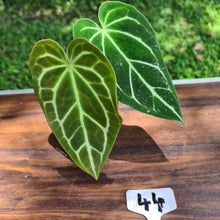 Load image into Gallery viewer, #44 Anthurium Crystallinum Hybrid