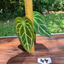 Load image into Gallery viewer, #44 Anthurium Crystallinum Hybrid