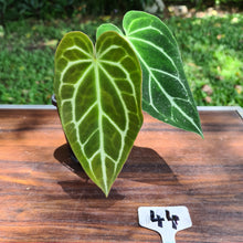 Load image into Gallery viewer, #44 Anthurium Crystallinum Hybrid