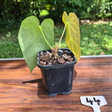 Load image into Gallery viewer, #44 Anthurium Crystallinum Hybrid
