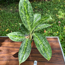 Load image into Gallery viewer, #25 Aglaonema &#39;Milky Way&#39;