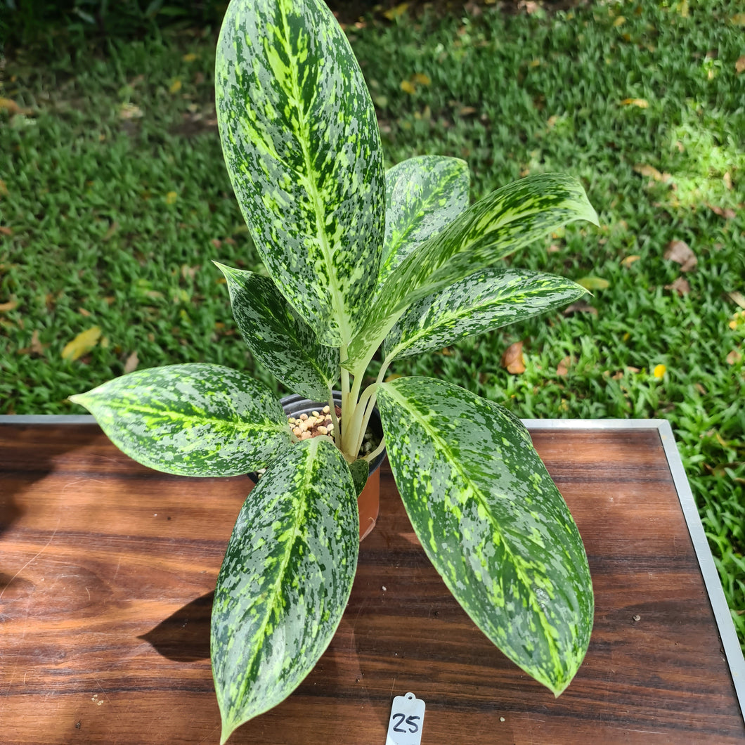 #25 Aglaonema 'Milky Way'