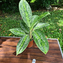 Load image into Gallery viewer, #25 Aglaonema &#39;Milky Way&#39;