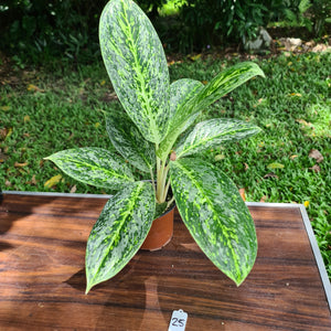 #25 Aglaonema 'Milky Way'