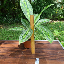 Load image into Gallery viewer, #25 Aglaonema &#39;Milky Way&#39;