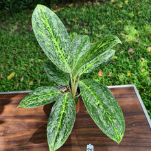 Load image into Gallery viewer, #25 Aglaonema &#39;Milky Way&#39;