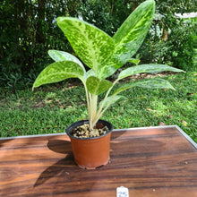 Load image into Gallery viewer, #25 Aglaonema &#39;Milky Way&#39;