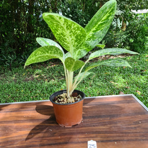 #25 Aglaonema 'Milky Way'