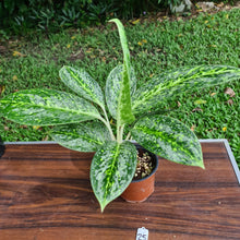 Load image into Gallery viewer, #25 Aglaonema &#39;Milky Way&#39;