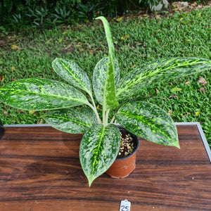 #25 Aglaonema 'Milky Way'