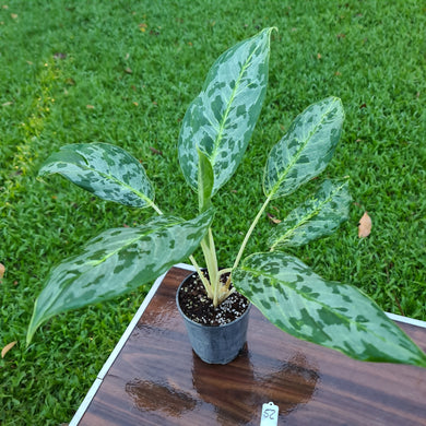 #52 Aglaonema 'Peacock'