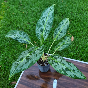 #52 Aglaonema 'Peacock'