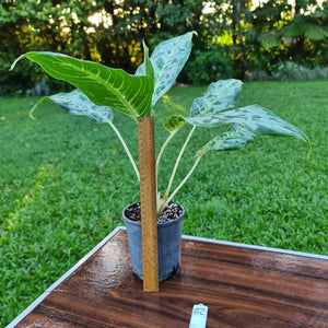 #52 Aglaonema 'Peacock'