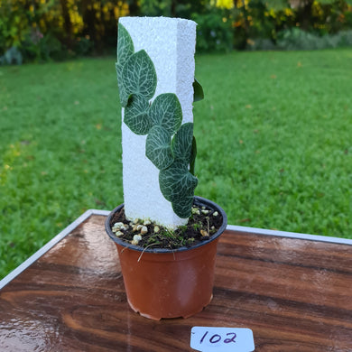 #102 Rhaphidophora Cryptantha