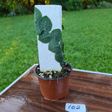 Load image into Gallery viewer, #102 Rhaphidophora Cryptantha