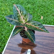 Load image into Gallery viewer, #49 Aglaonema hybrid