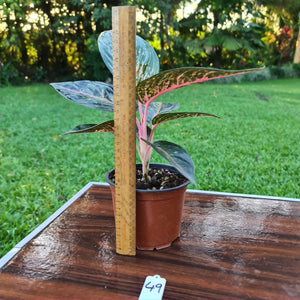 #49 Aglaonema hybrid
