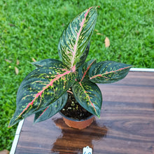 Load image into Gallery viewer, #49 Aglaonema hybrid